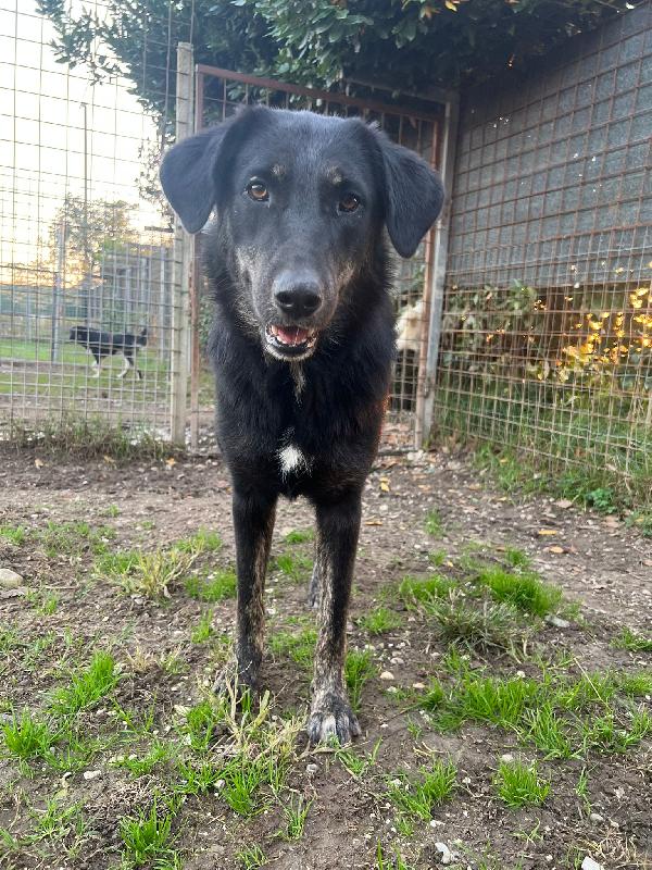 Montana cucciolona dal carattere tranquillo Foto 2